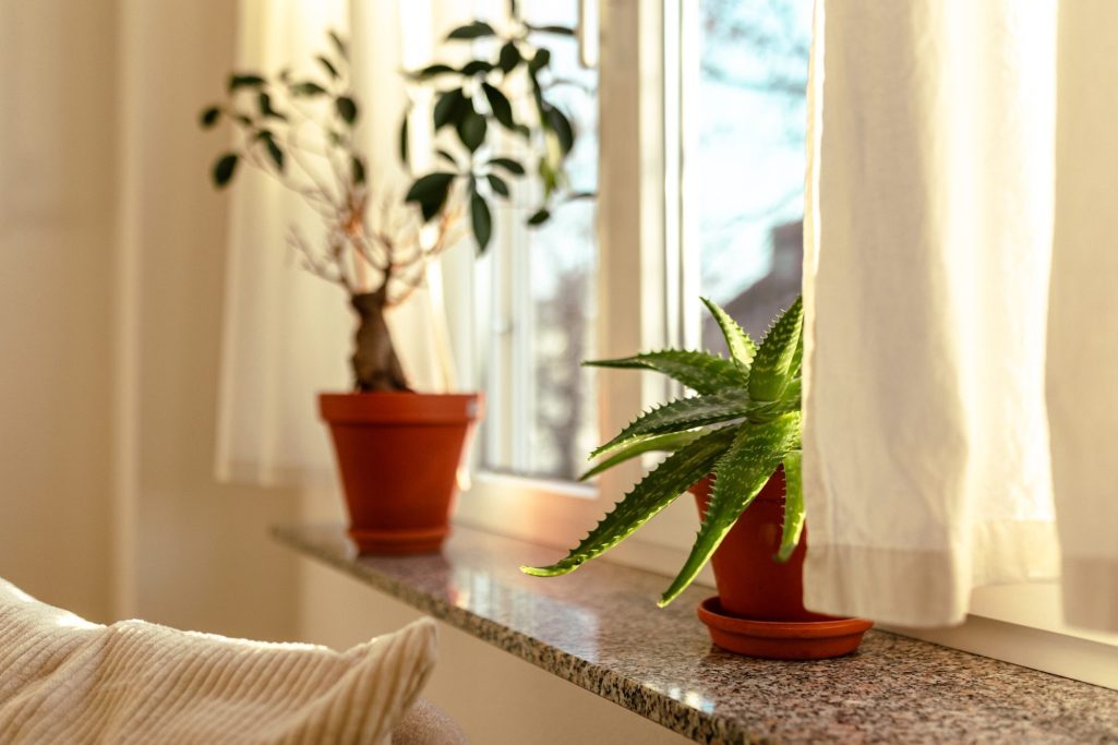 Fensterbank LIBAVITAE Zwei Pflanzen in Töpfen stehen auf einer Fensterbank mit Sonnenschein.